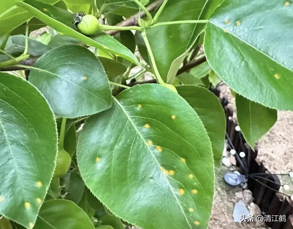 梨最迟什么时候疏果,三季梨黑顶病如何防治