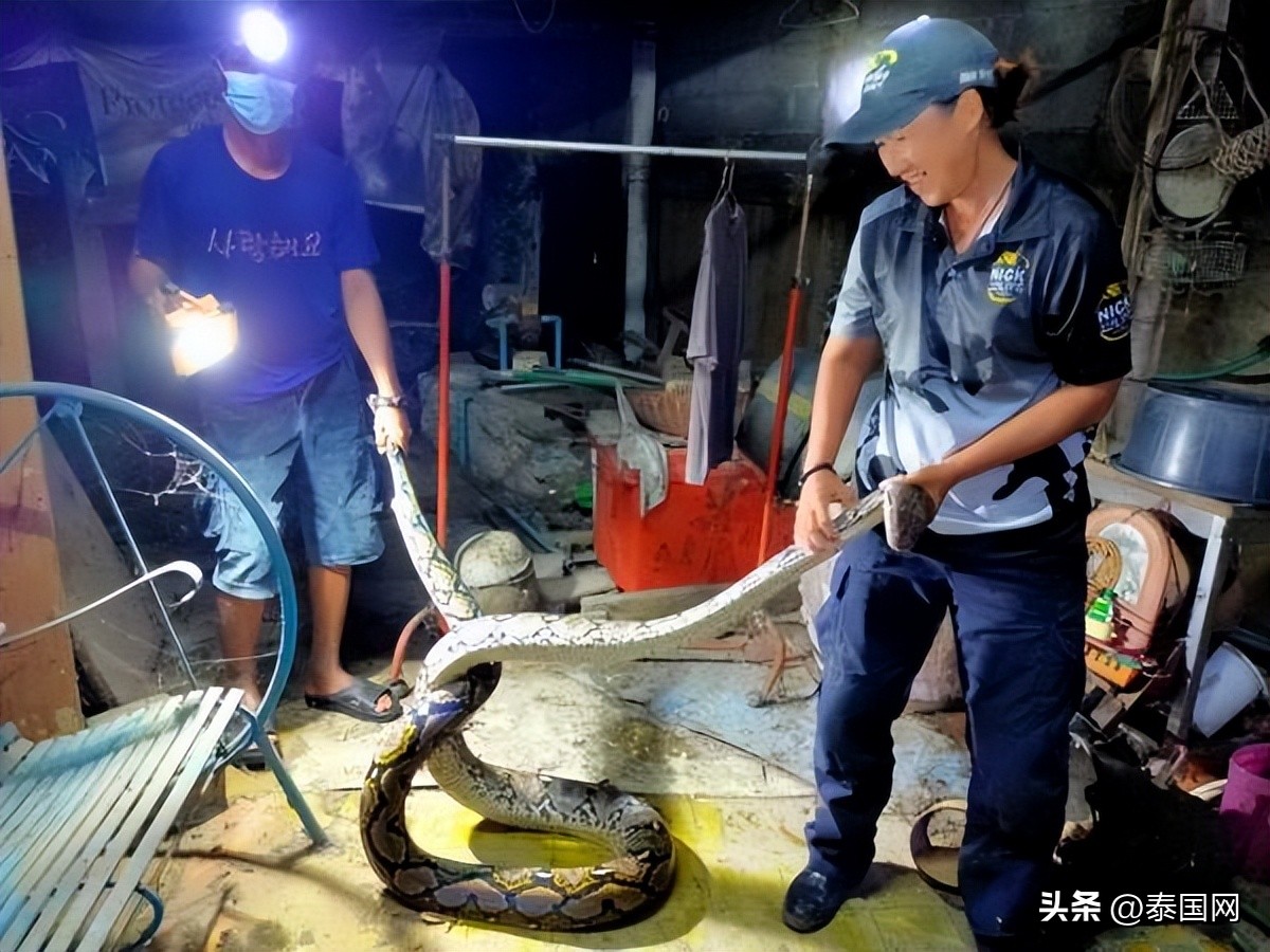 泰国蛇闯入哪里最多,泰国蛇每年袭击人