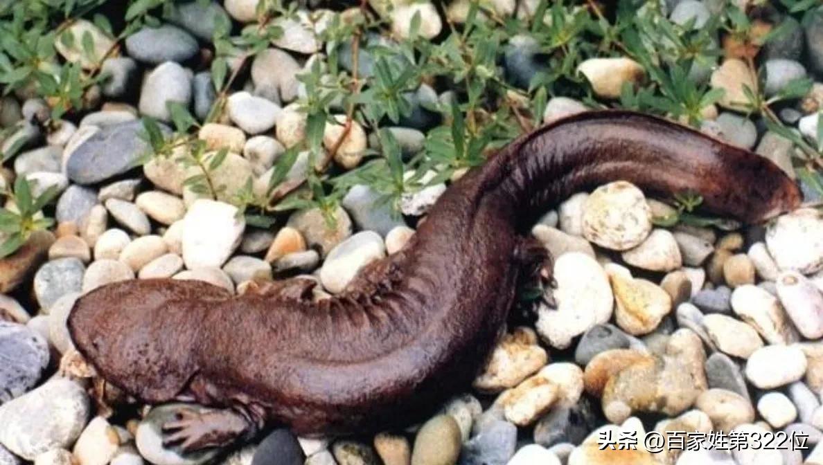 各种鱼名称的由来,各种鱼名的由来