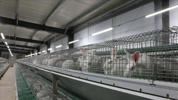 养殖肉兔都有哪些疾病,养兔的疾病治疗费用多少钱