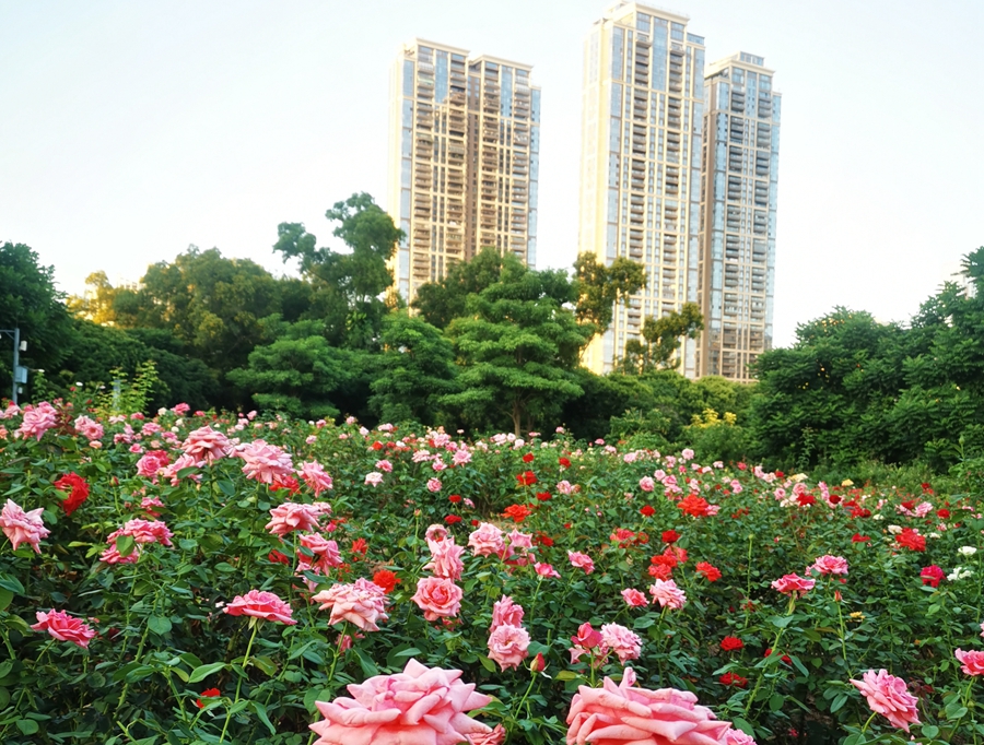 深圳成功打造世界著名花城,深圳打造国际花园城市