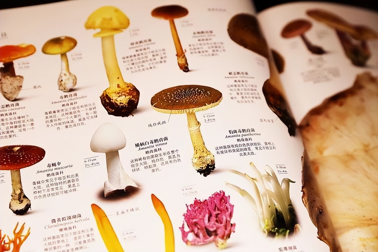 新东方直播间董宇辉录屏,新东方直播间董宇辉讲英语