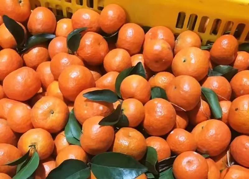 橘子吃多了伤肝吗,吃橘子有2个禁忌