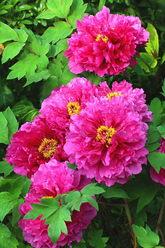 最好看最难养的花卉有哪些,最好养的10种花