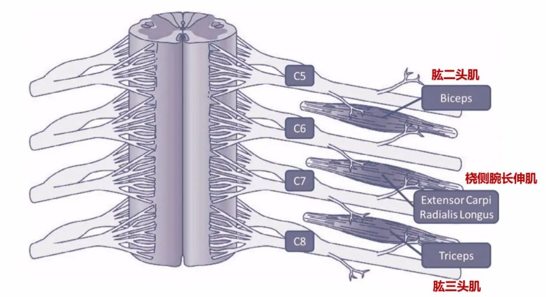 脊柱神经支配疼痛区域,脊柱神经支配的脏腑