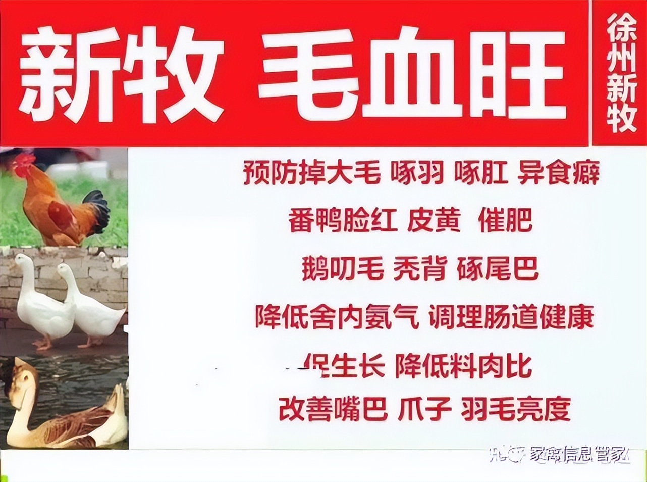 鹅啄毛的主要原因,鹅啄毛原因和防治