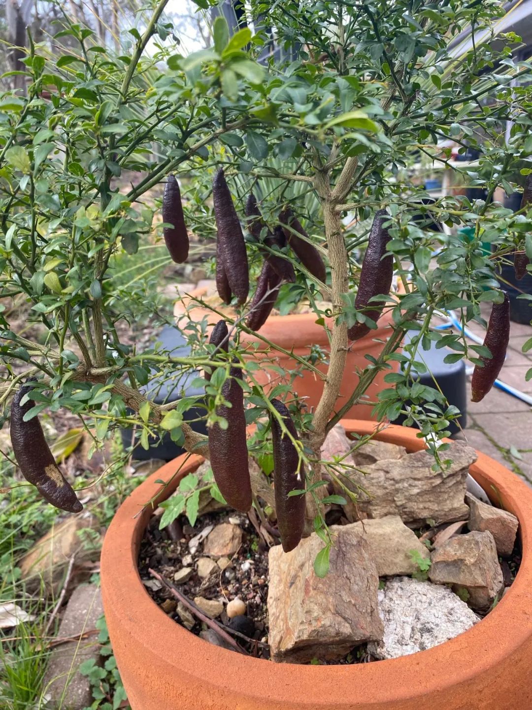 盆栽柠檬春季养殖方法,手指柠檬盆栽种植方法