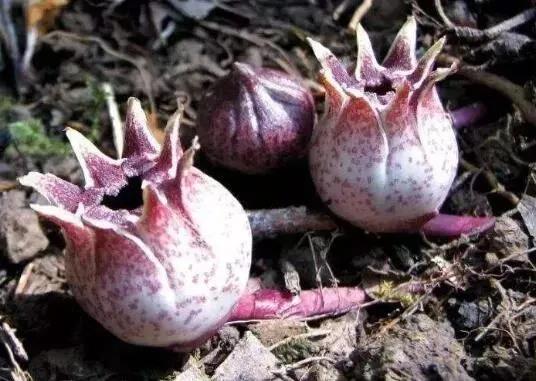 100种迷人的“数字花”,从零到一百万,真是太神奇了