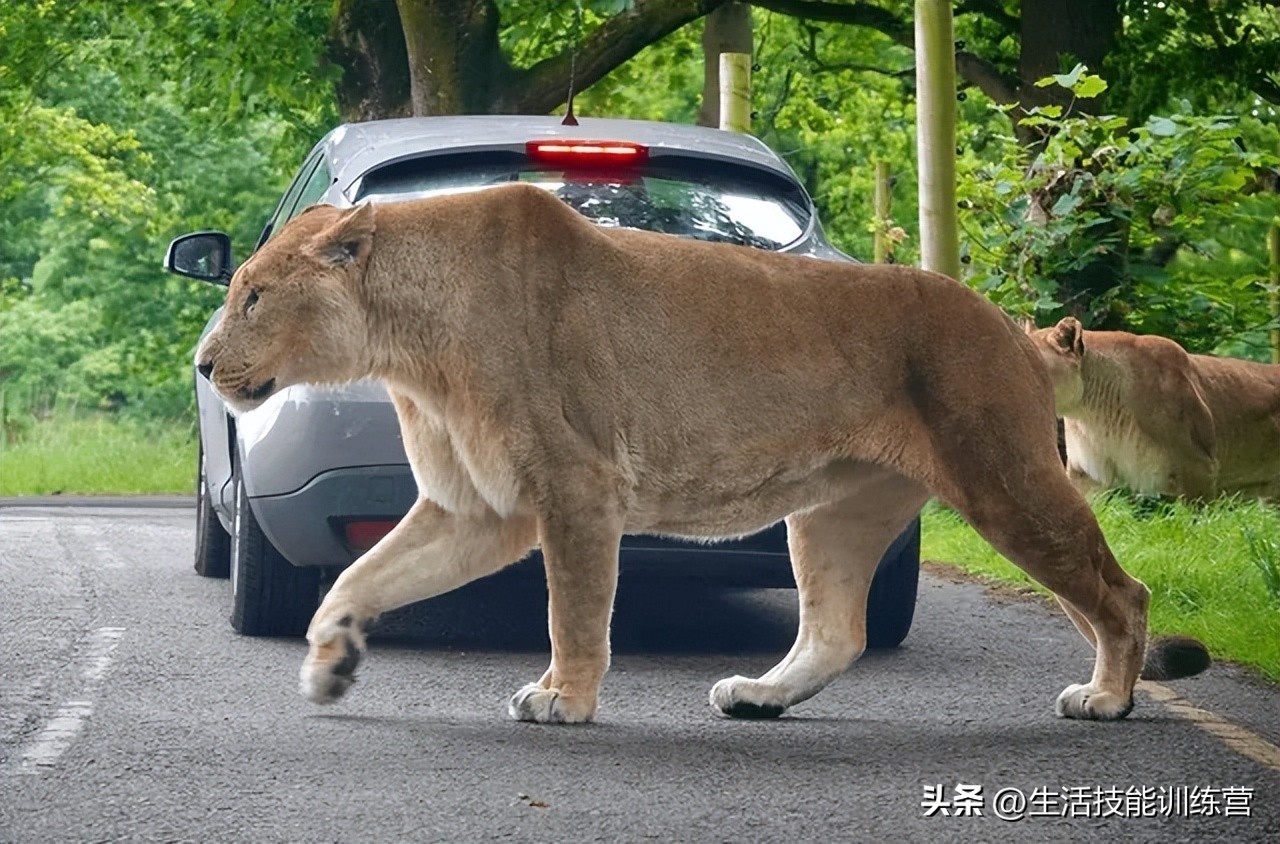 动物界中最强大的动物,动物界中最强动物