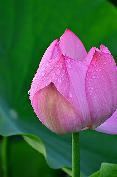 莲出淤泥而不染濯清涟而不妖,荷花出泥而不染芙蓉出水更娇艳