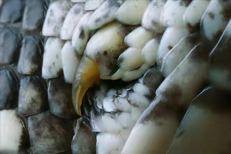 一个人被蟒蛇吞进肚子里，为什么手里有刀也无法破腹逃出来？