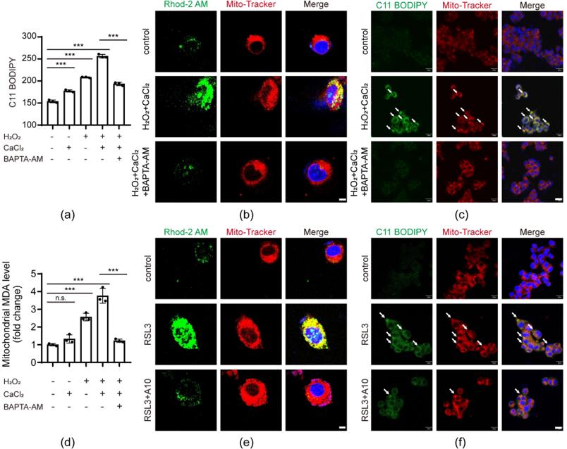 research最新研究进展,大鼠肝缺血再灌注损伤