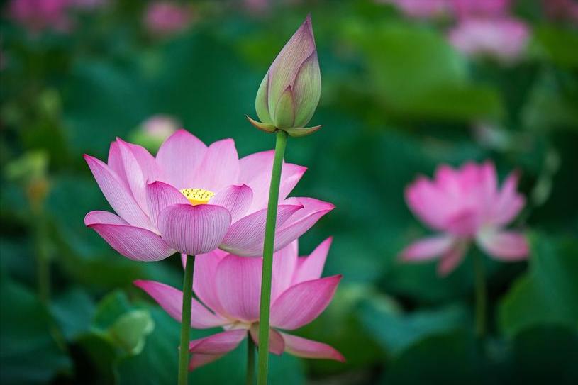 70句唯美荷花诗词,关于荷花的绝美诗句