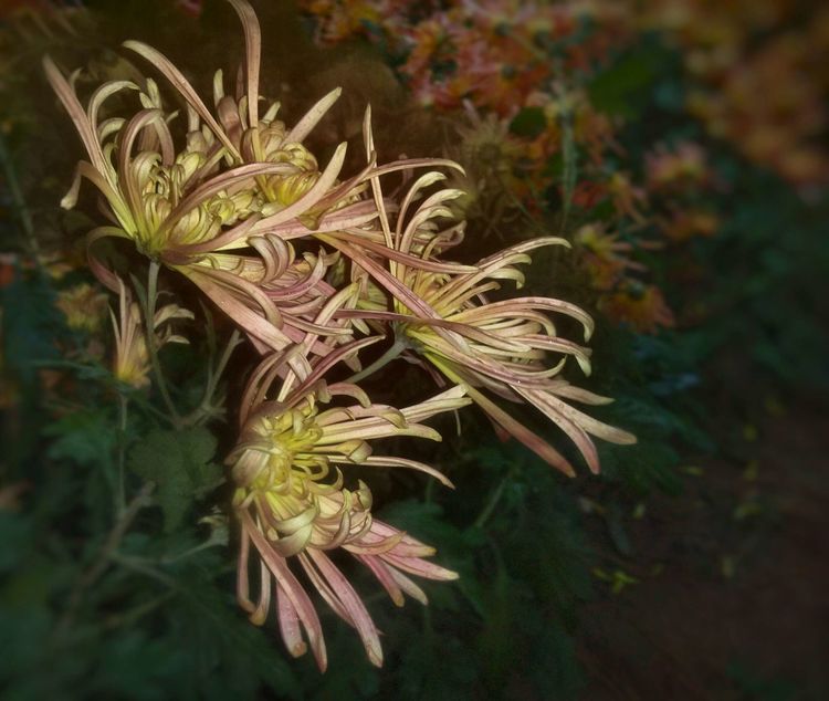 汾阳中汾夜景,汾阳中学航拍视频