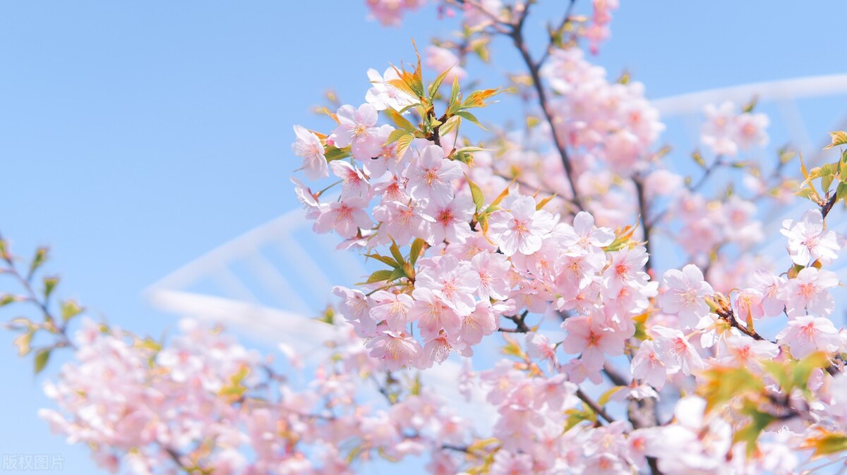 在太湖鼋头渚樱花谷等你,太湖鼋头渚樱花自驾游