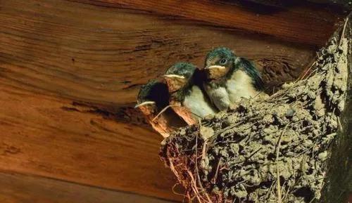 家中有三大吉兆,家有三样财来人兴旺指哪三样