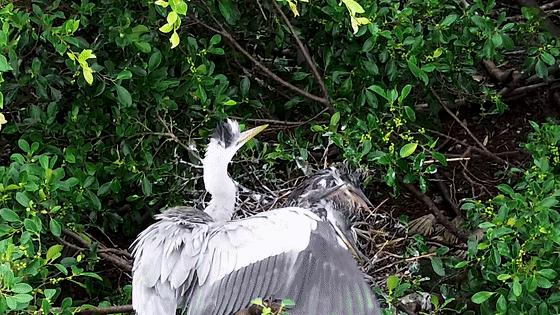 好家伙4个孩子,四个熊孩子闹翻天