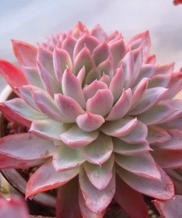 十二卷多肉的品种图鉴,100种多肉植物图片大全