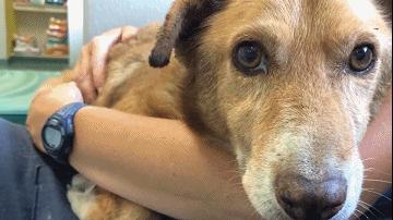 公狗被绝育之后自己知不知道,公狗开始长蛋还能长大吗