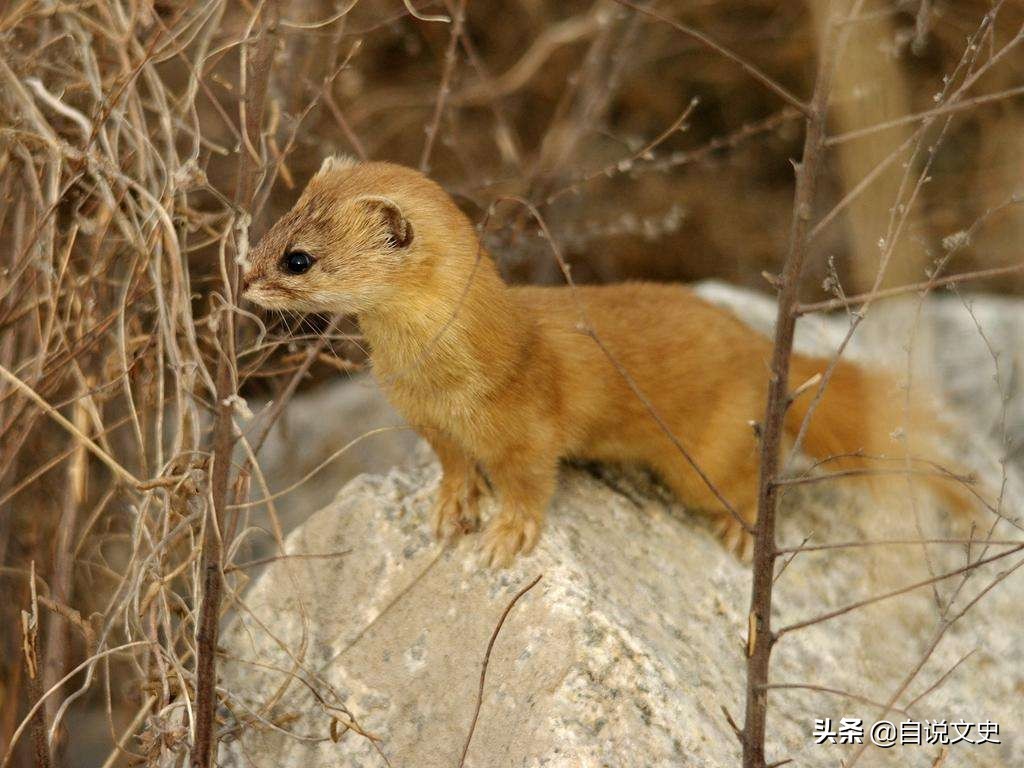 黄鼠狼迷惑术,民间传说故事大全黄鼠狼救人