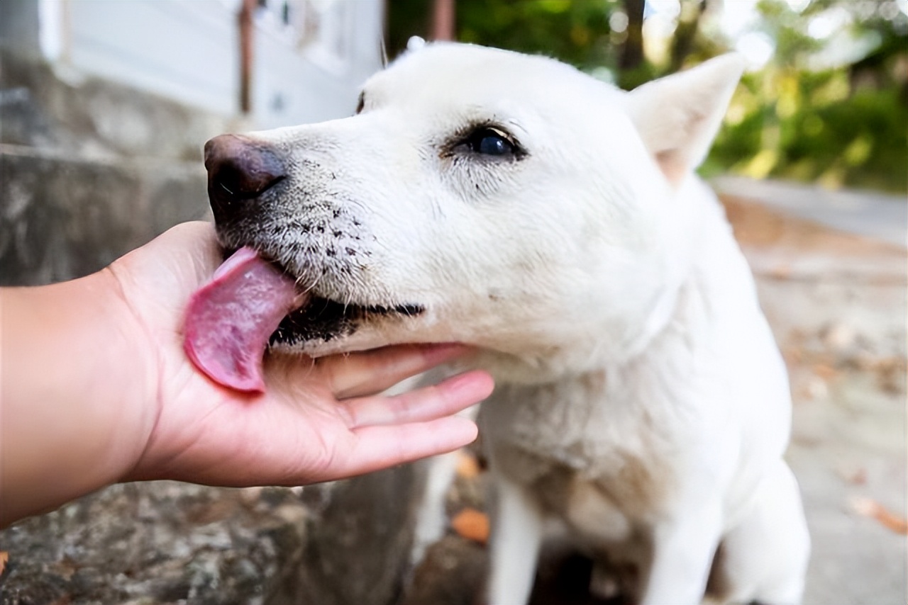 狗狗频繁舔主人怎么回事,狗狗突然到处舔频繁吞咽