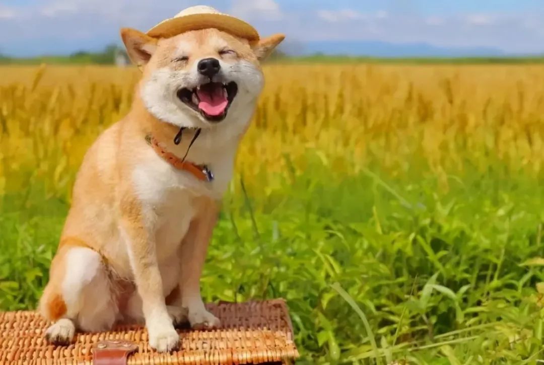 真正的大学生活到底应该是怎样的,真正的大学生活是怎样的