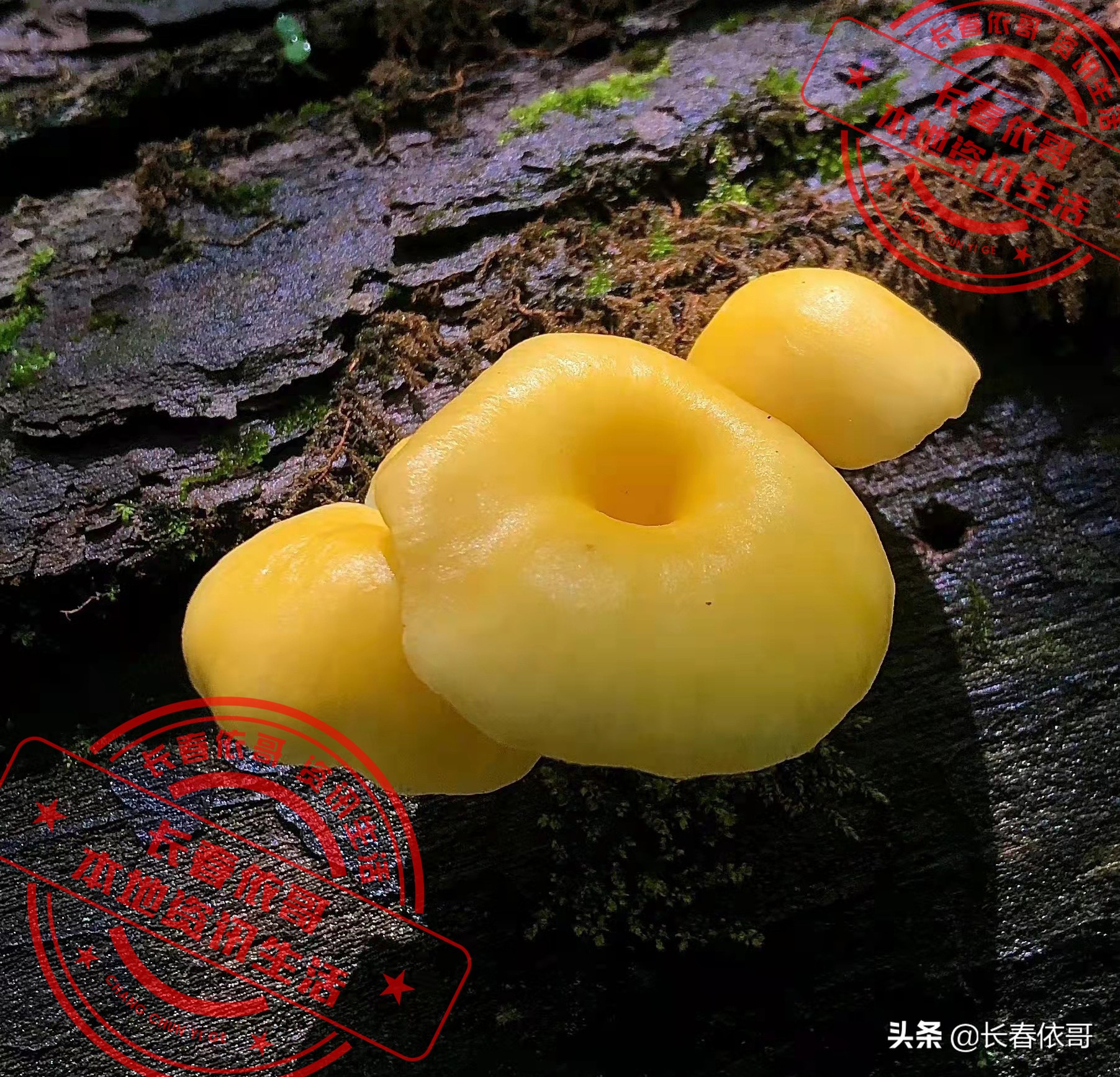 东北榛蘑排名前十的蘑菇,山珍长白山特产榆黄蘑