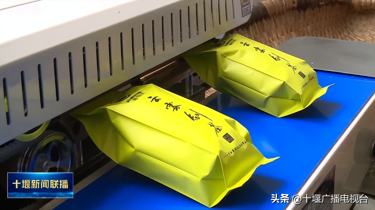 种茶致富带头人个人事迹,出生茶农世家的男人