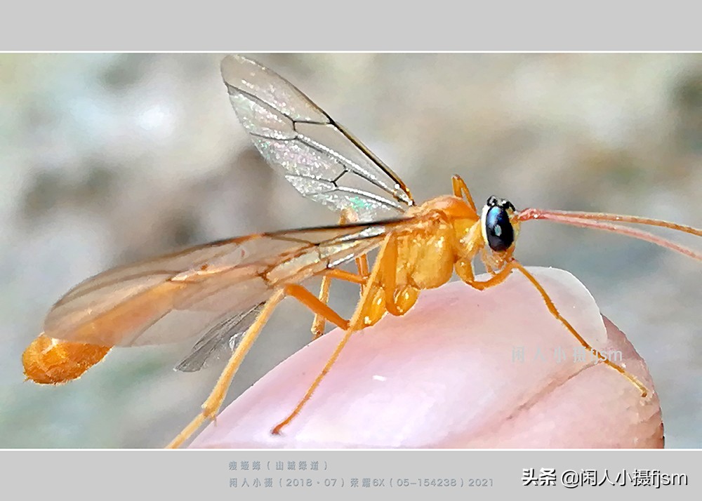 近距离拍摄昆虫小动物,常见昆虫微距摄影活动