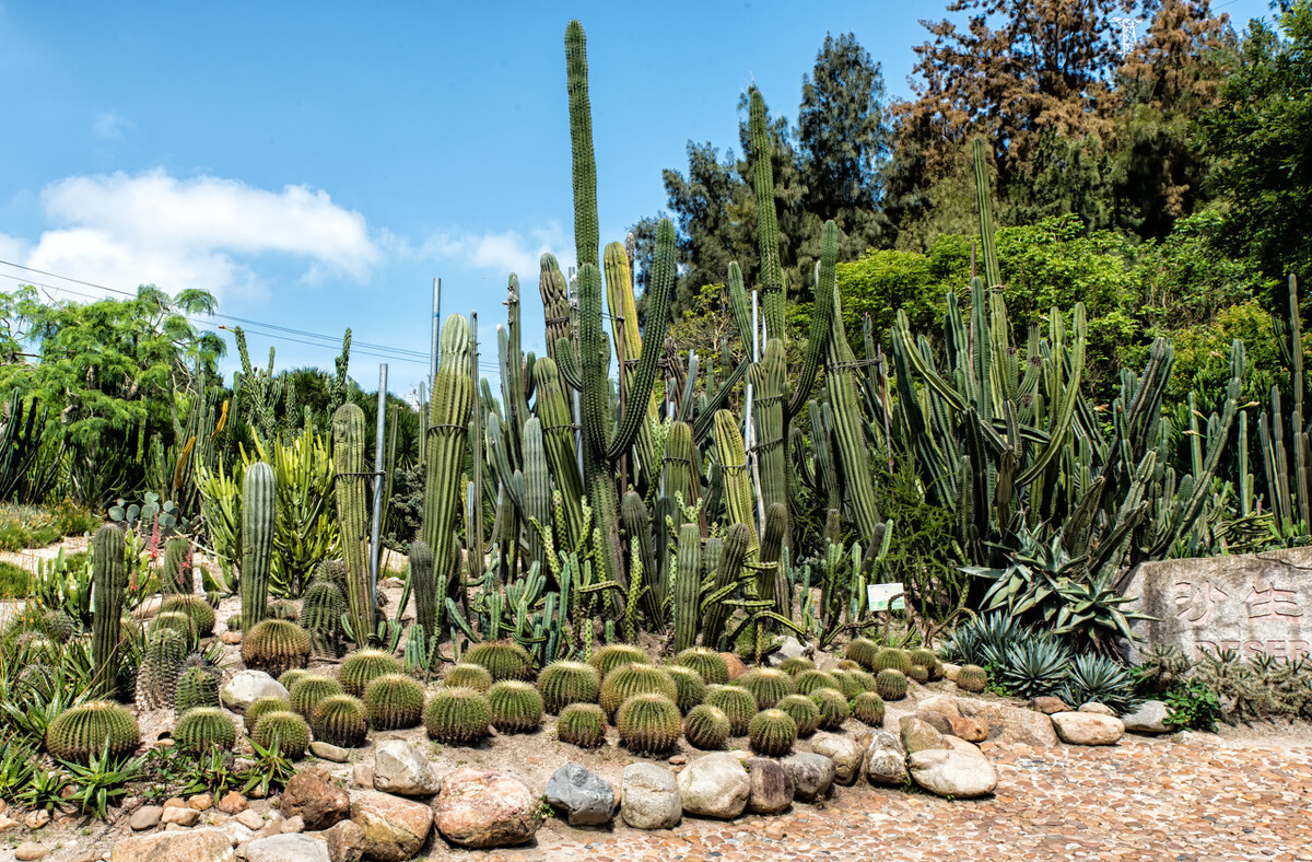 来厦门旅游该怎么玩呢,来厦门玩怎么样省钱