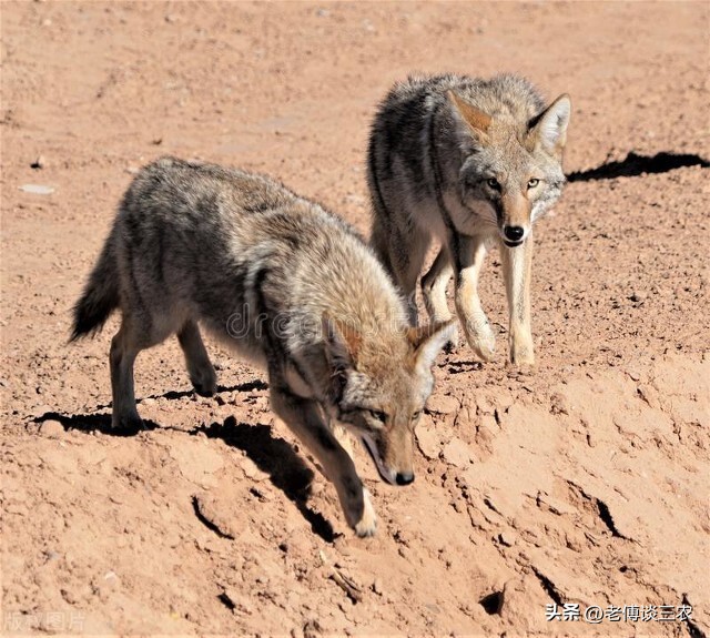 夏季的草原牧民是怎么防狼的,草原上狼群对羊的危害