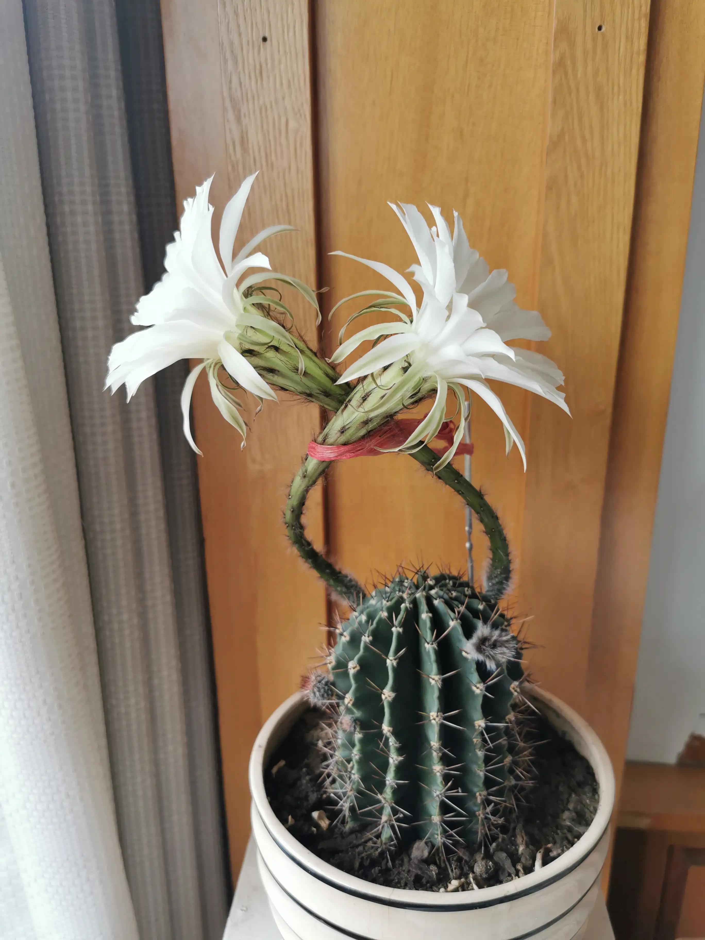 今天仙人球开花了，寓示中国股票牛市的到来！