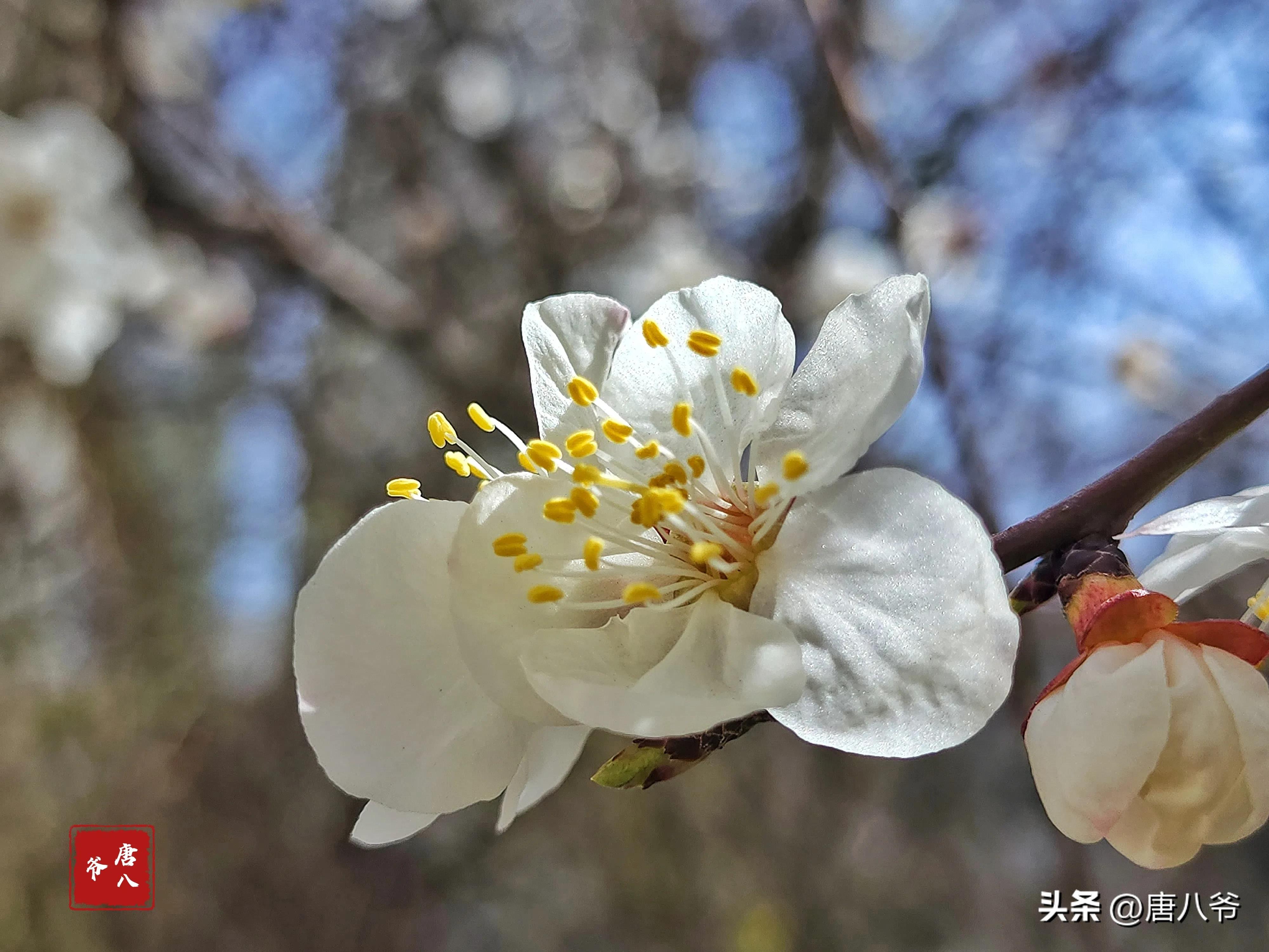 在春暖花开阳光明媚的日子里,在春暖花开的日子里歌曲