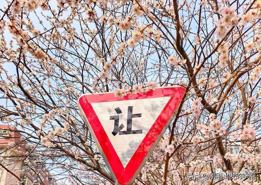 去大连看桃花是在几月份,大连哪里适合看金丝桃花