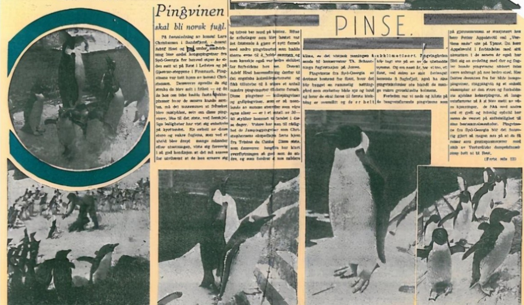 北极为何没有企鹅？80多年前放养在北极的69只企鹅，是何结局？