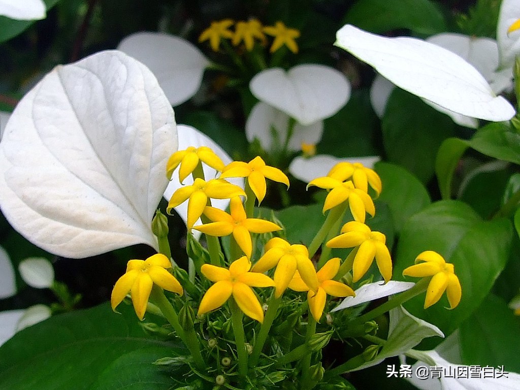 园林绿化设计师的工作,园林设计中常见乔木