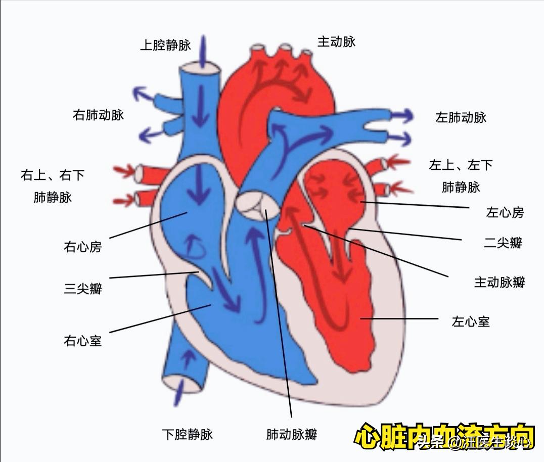 体检查出心脏增大是怎么回事,体检发现心室增大要紧吗