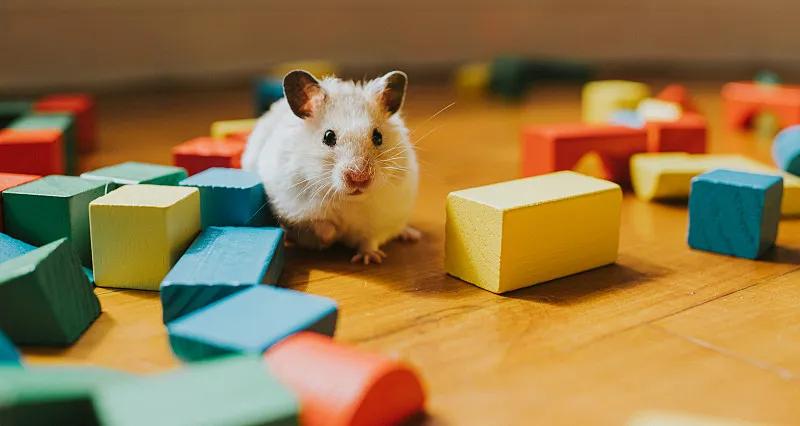 什么宠物对纯素食者最好,好养且可以食用的宠物有哪些