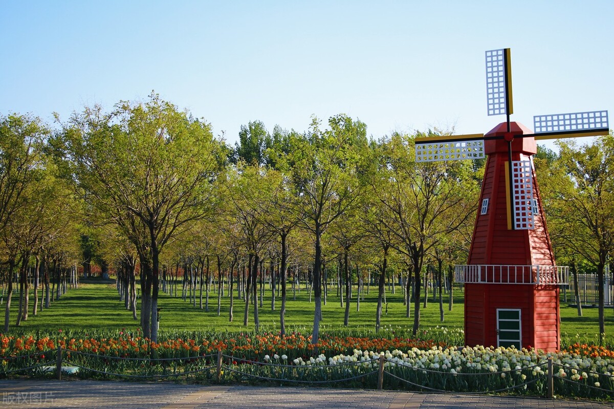 郁金香木和金丝白木,巴西郁金香木