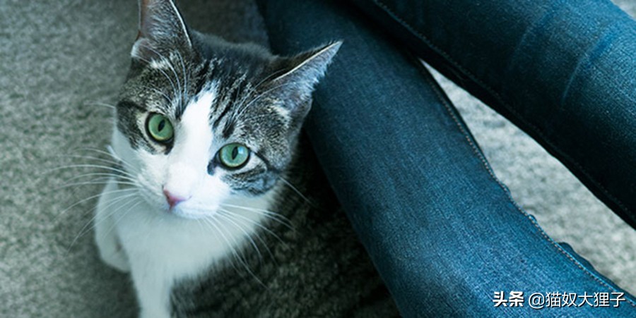 猫咪生病了怎么办有没有宠物医院,猫咪生病了怎么办用什么药