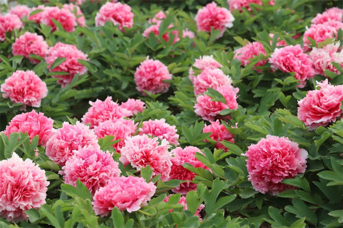 张艺谋点赞山东武校学生,被张艺谋夸的人