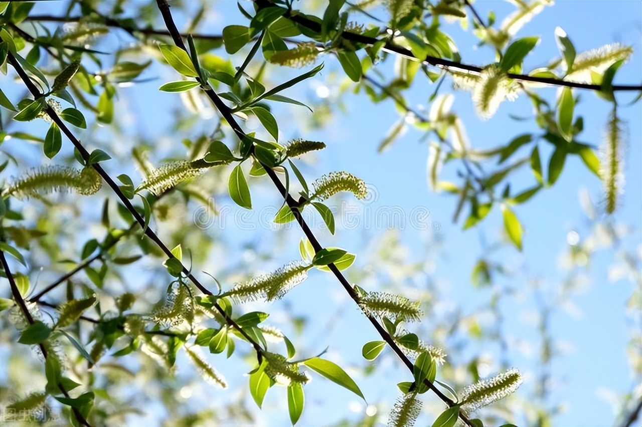 诗中柳的意象内涵,柳在古诗词中常用意象