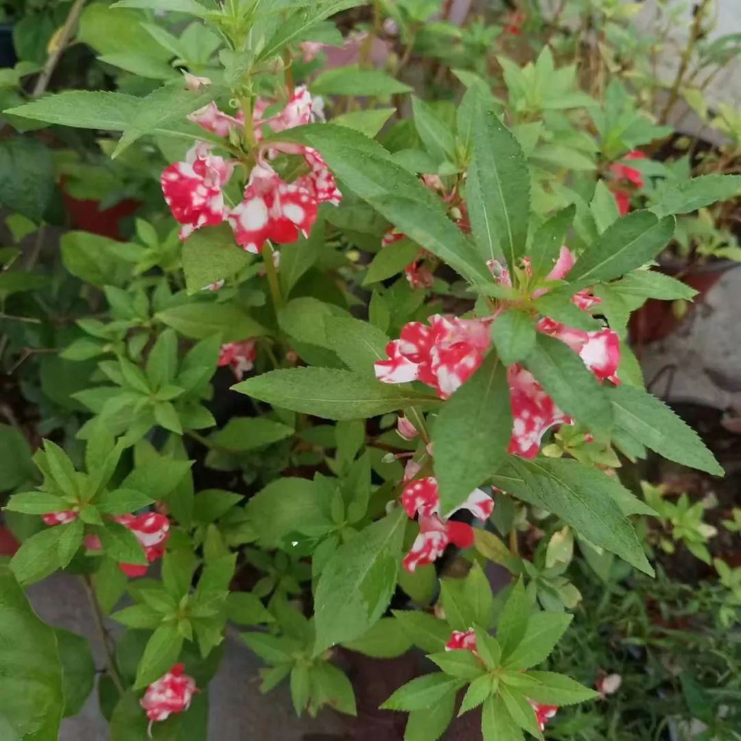 推荐十种适合北方庭院的开花植物,十大适合北方庭院种植的植物