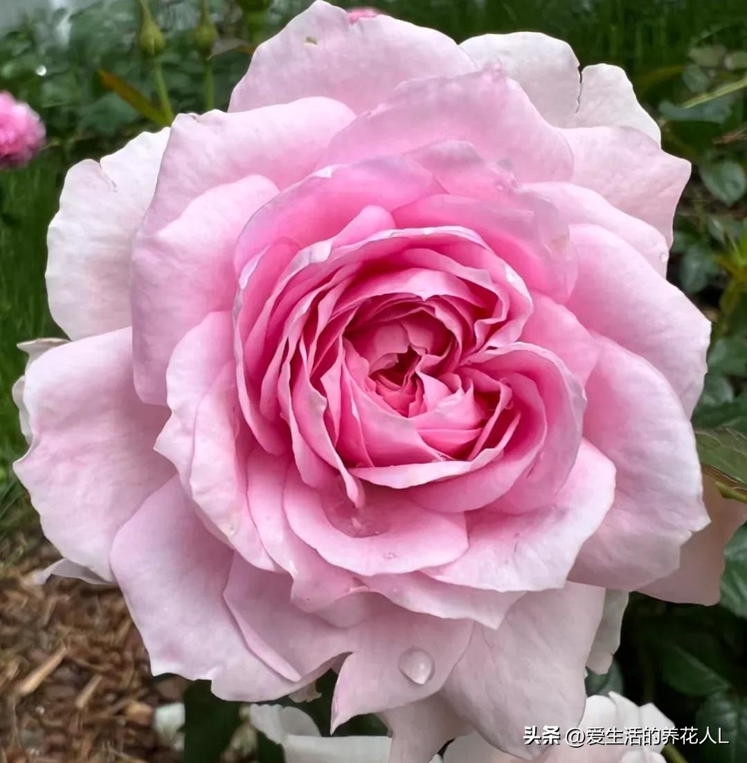 五彩斑斓颜色艳丽的月季花图片,各种色彩缤纷艳丽的月季花图片