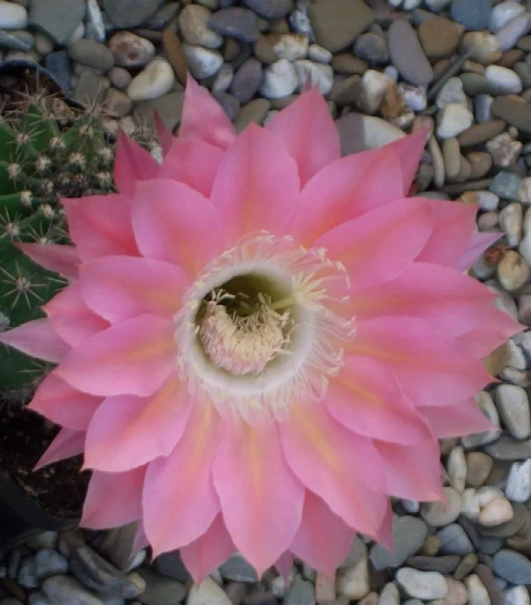 200种·仙人球开花图鉴，大开眼界，美到爆