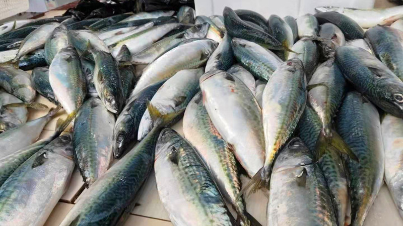 腌制的咸鱼晒干了怎么储存,咸鱼腌制几天可以风干