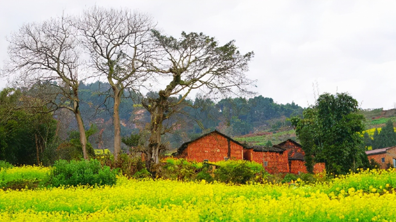 2022春节成都周边油菜花,2022年成都油菜花观赏地
