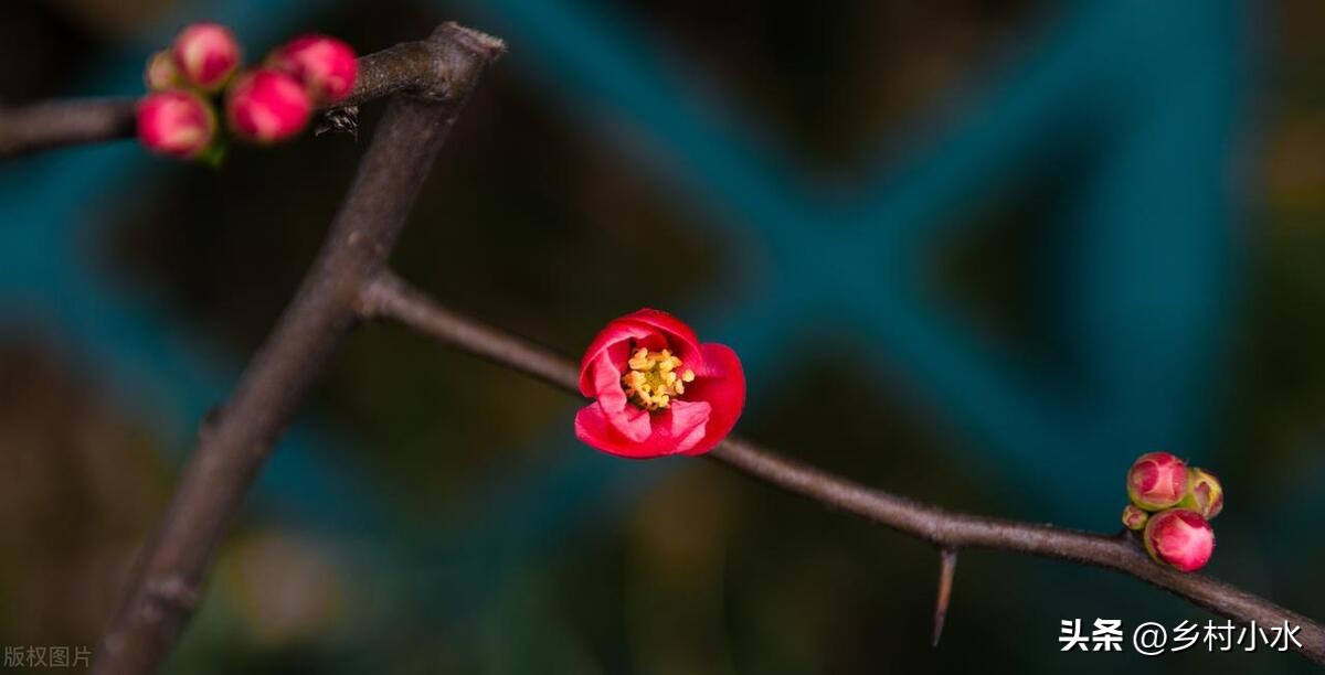 2024甲辰年，老人说“青龙遇无春，五人要穿红”，指哪5人？