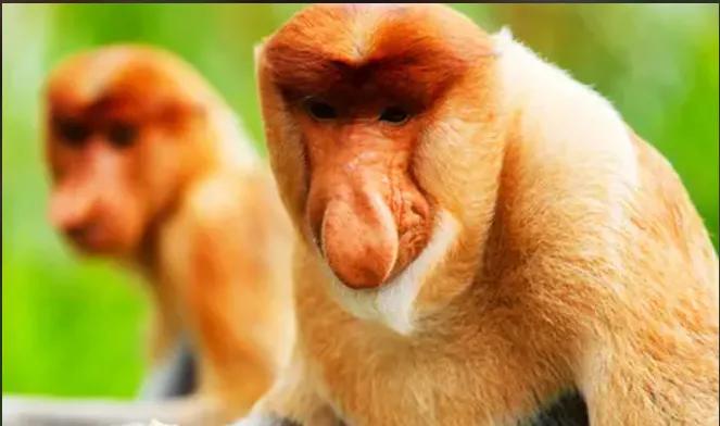 沙巴有哪些风景,沙巴最好玩的景点