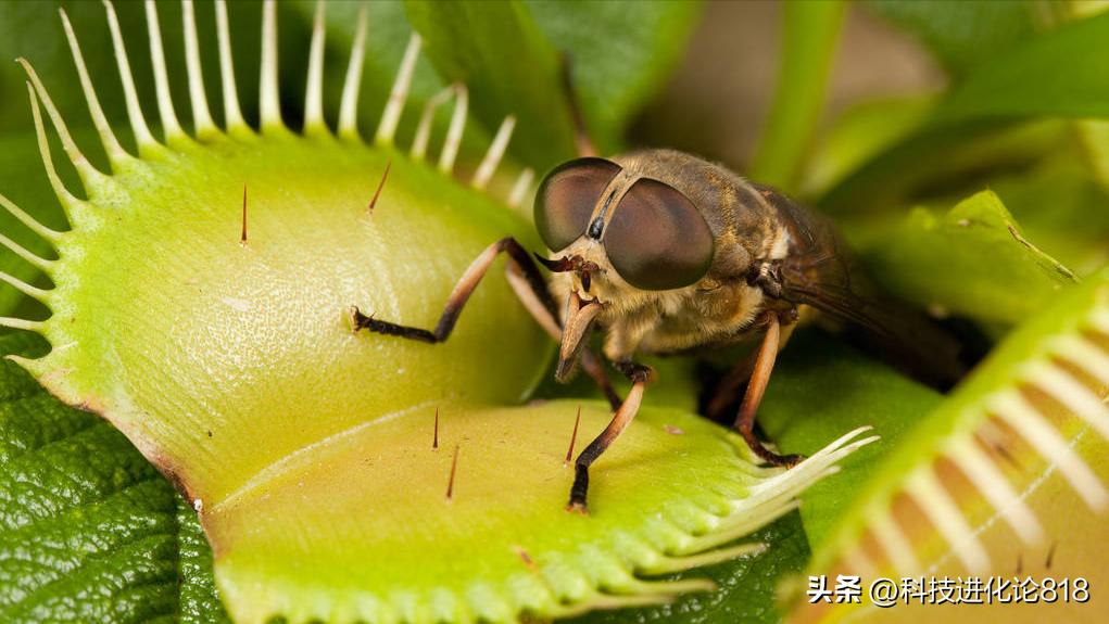 你绝对没见过的食虫植物,十种食虫植物